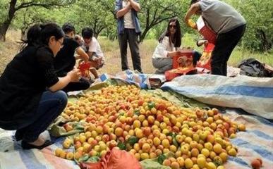 河南澠池:發展“生產+銷售+旅游”新模式!在外打工者紛紛返鄉創業