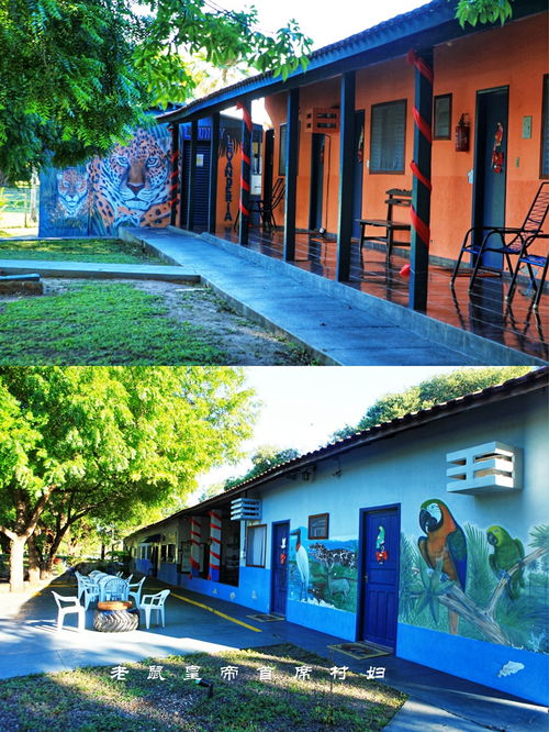 國際度假村還是巴西農家樂 與野豬同居跟鵝游泳,游客 野極了