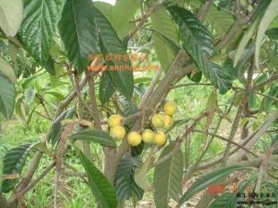 上海浦東農家樂 釣龍蝦 魅力鄉村采摘游_農副產品_世界工廠網