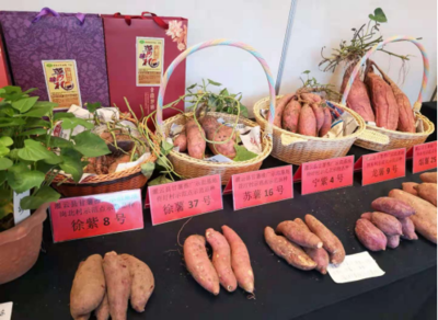 灌云縣侍圩村:黨建引領富民興村 土地流轉產業振興