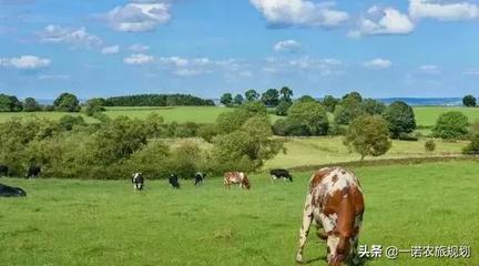 鄉村旅游項目開發流程解析