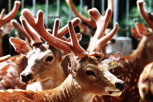 農家樂 已經不吃香了 湖南農戶養了梅花鹿,生意不要太好