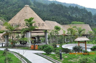 重慶茅草產品深圳景之美仿真茅草廠價直銷,重慶茅草產品深圳景之美仿真茅草廠價直銷生產廠家,重慶茅草產品深圳景之美仿真茅草廠價直銷價格