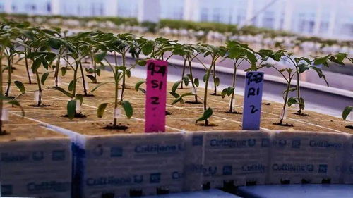 上海崇明島將添一座世界級工廠