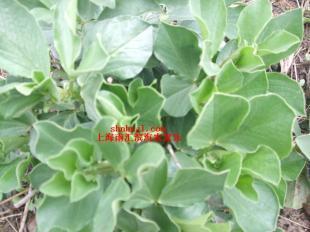 上海南匯農家樂 三八婦女節 植樹 采草莓 學雷鋒_農副產品_世界工廠網