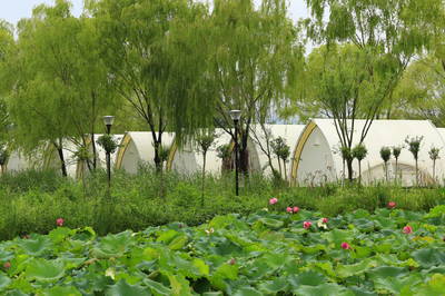 滕州市濱湖鎮:7000畝采煤塌陷地治理助推鄉村振興