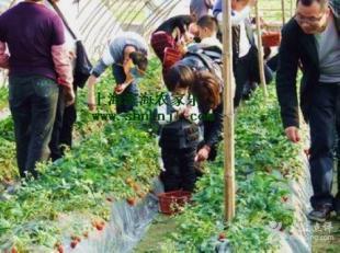 上海南匯農家樂 采草莓 賞桃花 釣魚_農副產品_世界工廠網