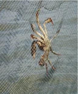 正宗陽澄湖大閘蟹直銷商 大閘蟹農家樂哪家好?_農副產品_世界工廠網中國產品信息庫