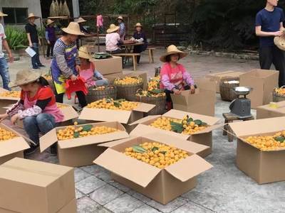 枇杷飄香~有得吃有得玩,增城畬族村等你去打卡!