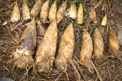 婺源縣大鄣山頂農家樂-大鄣山茶