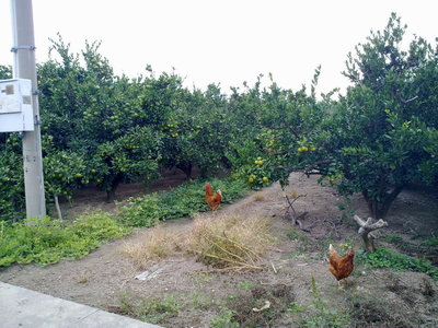 麗峰飯莊--崇明島前衛村農家樂--自然,生態,休閑,度假,購買農副產品--自然界,心*。