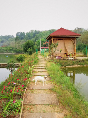 鄉村農家樂狗狗