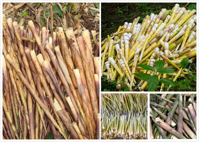 江津區生態農業-重慶城鄉網是鄉村振興的引領者,農產品交易批發,農業基地,周邊游,周邊農家樂,精品民宿,采摘園,鄉村旅游信息分享平臺,重慶周邊游-山.喂